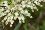 Green milkweed